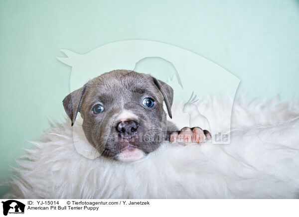 American Pit Bull Terrier Welpe / American Pit Bull Terrier Puppy / YJ-15014