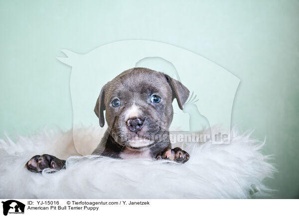 American Pit Bull Terrier Welpe / American Pit Bull Terrier Puppy / YJ-15016