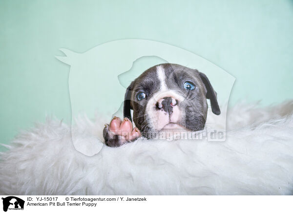 American Pit Bull Terrier Welpe / American Pit Bull Terrier Puppy / YJ-15017