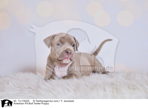 American Pit Bull Terrier Puppy / YJ-15020