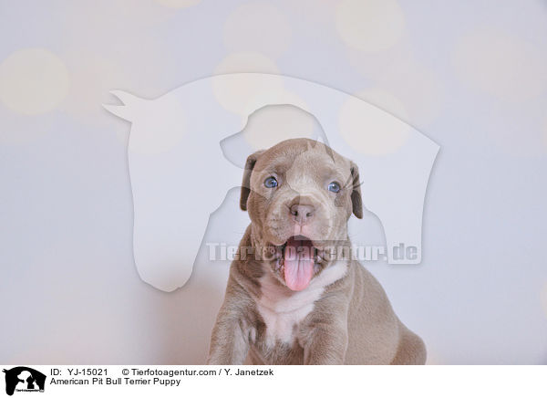 American Pit Bull Terrier Welpe / American Pit Bull Terrier Puppy / YJ-15021