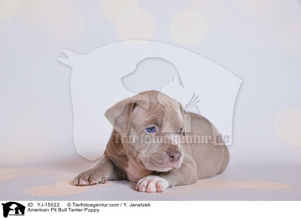 American Pit Bull Terrier Welpe / American Pit Bull Terrier Puppy / YJ-15022