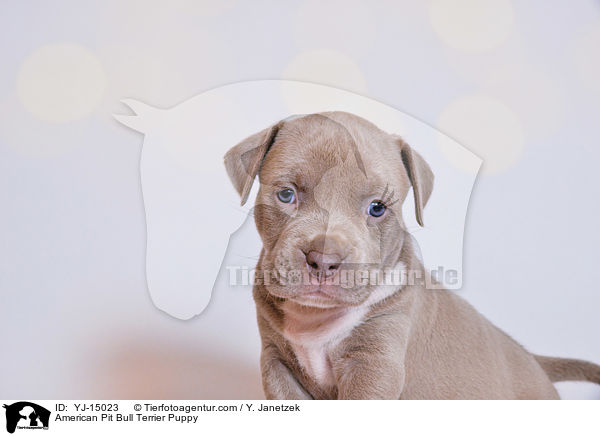 American Pit Bull Terrier Welpe / American Pit Bull Terrier Puppy / YJ-15023