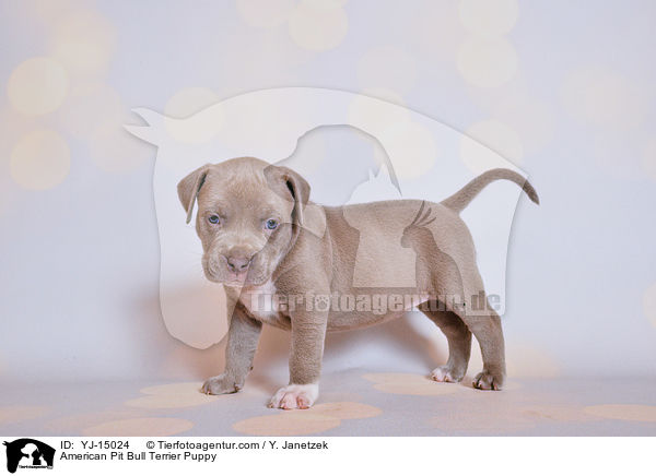 American Pit Bull Terrier Puppy / YJ-15024