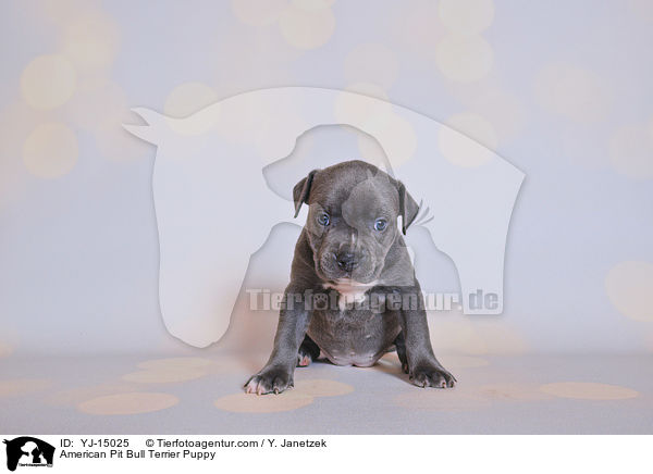 American Pit Bull Terrier Welpe / American Pit Bull Terrier Puppy / YJ-15025