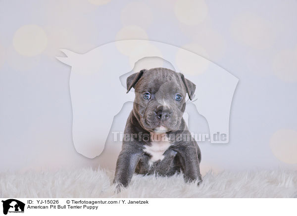 American Pit Bull Terrier Puppy / YJ-15026