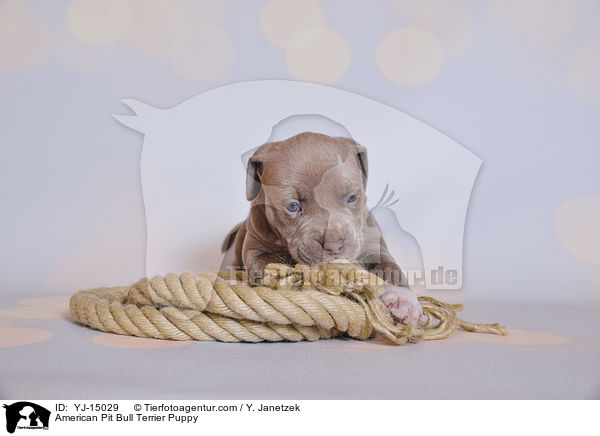 American Pit Bull Terrier Puppy / YJ-15029