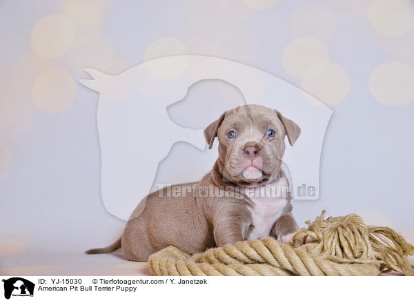 American Pit Bull Terrier Welpe / American Pit Bull Terrier Puppy / YJ-15030