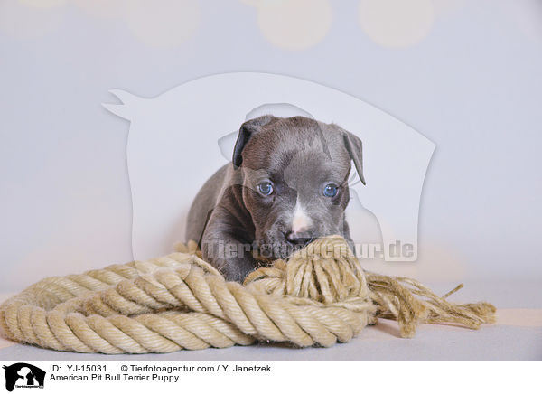 American Pit Bull Terrier Welpe / American Pit Bull Terrier Puppy / YJ-15031