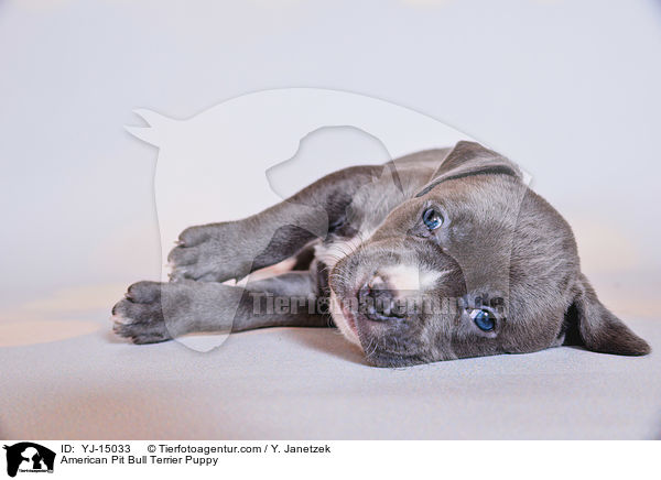 American Pit Bull Terrier Welpe / American Pit Bull Terrier Puppy / YJ-15033