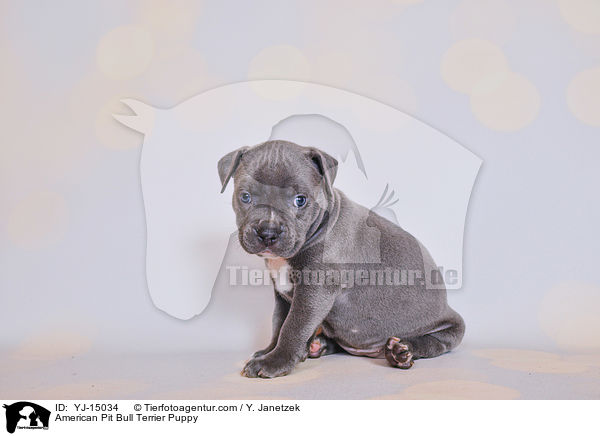American Pit Bull Terrier Puppy / YJ-15034