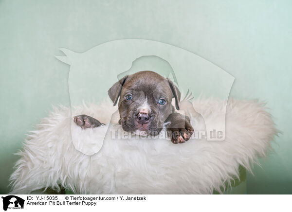 American Pit Bull Terrier Welpe / American Pit Bull Terrier Puppy / YJ-15035