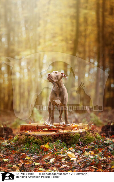 standing American Pit Bull Terrier / VH-01081