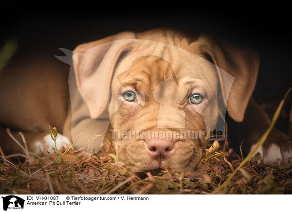 American Pit Bull Terrier / American Pit Bull Terrier / VH-01087