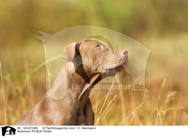 American Pit Bull Terrier / American Pit Bull Terrier / VH-01090