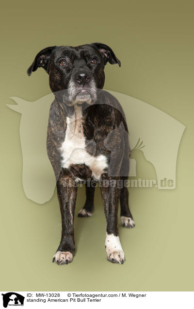 standing American Pit Bull Terrier / MW-13028