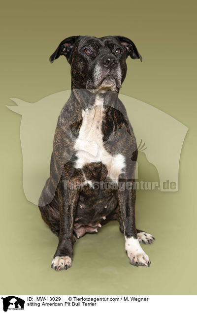 sitting American Pit Bull Terrier / MW-13029