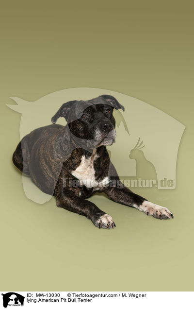 liegender American Pit Bull Terrier / lying American Pit Bull Terrier / MW-13030