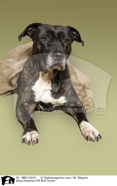lying American Pit Bull Terrier / MW-13031