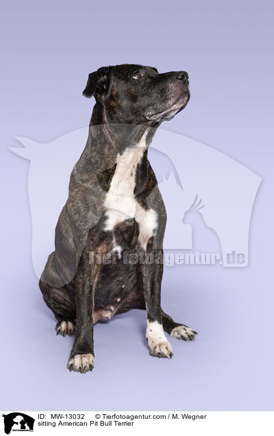 sitting American Pit Bull Terrier / MW-13032