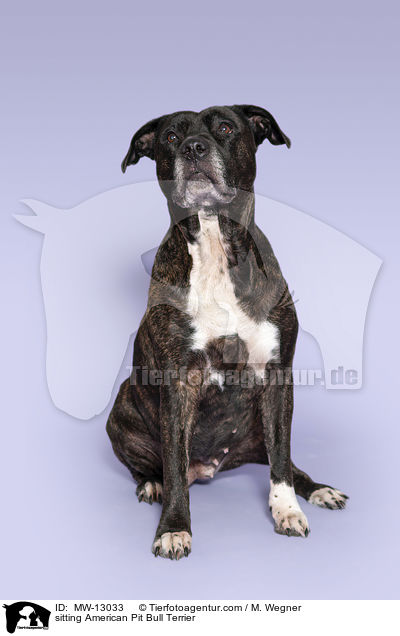 sitting American Pit Bull Terrier / MW-13033