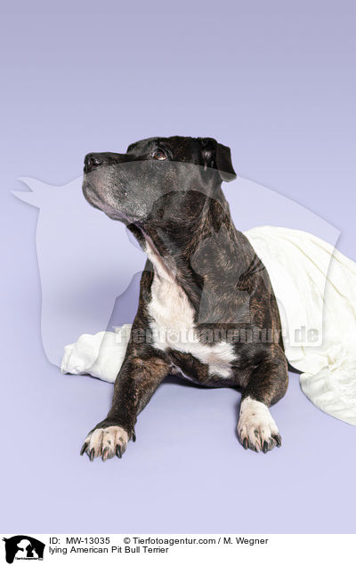 lying American Pit Bull Terrier / MW-13035
