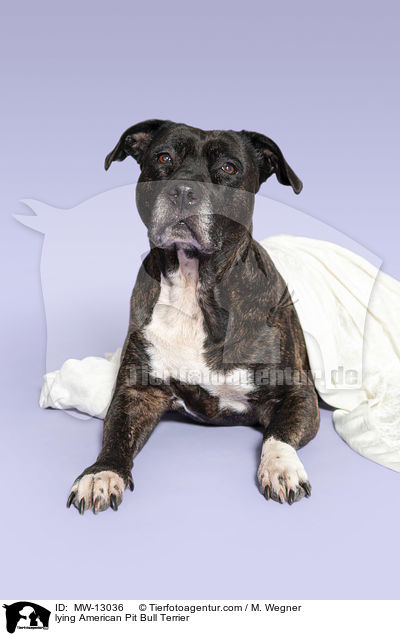lying American Pit Bull Terrier / MW-13036