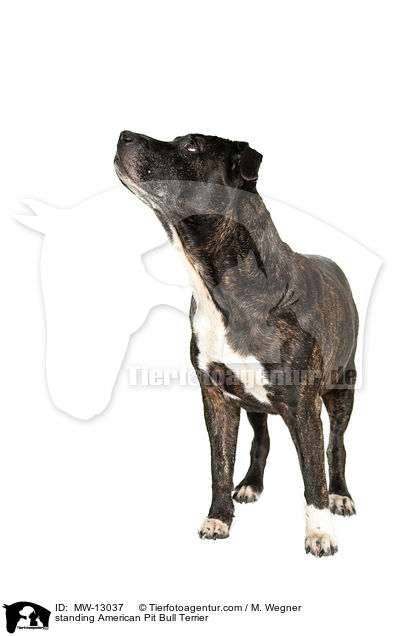 standing American Pit Bull Terrier / MW-13037