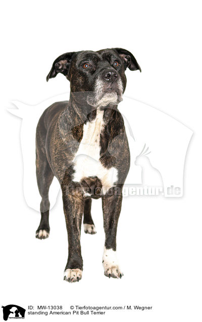 standing American Pit Bull Terrier / MW-13038