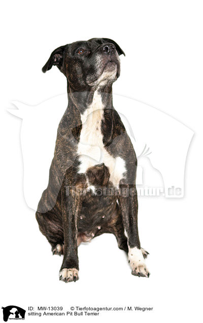 sitting American Pit Bull Terrier / MW-13039