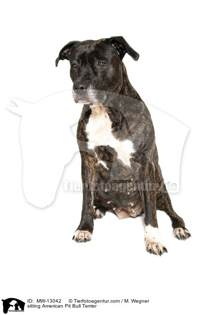 sitzender American Pit Bull Terrier / sitting American Pit Bull Terrier / MW-13042