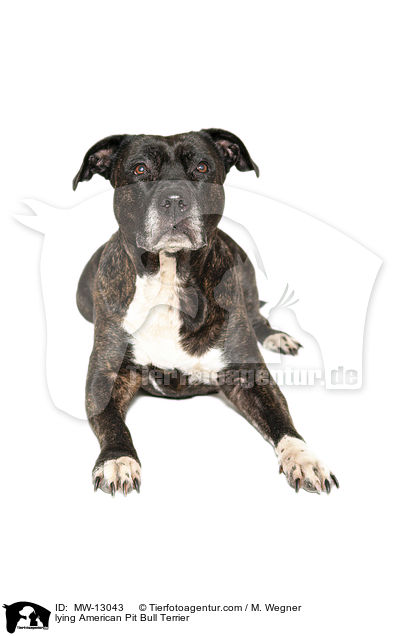 liegender American Pit Bull Terrier / lying American Pit Bull Terrier / MW-13043