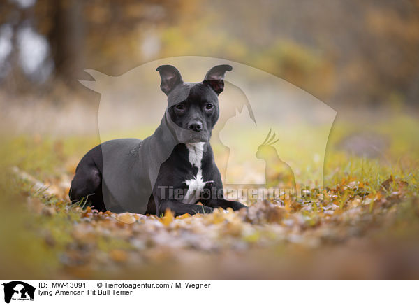 lying American Pit Bull Terrier / MW-13091