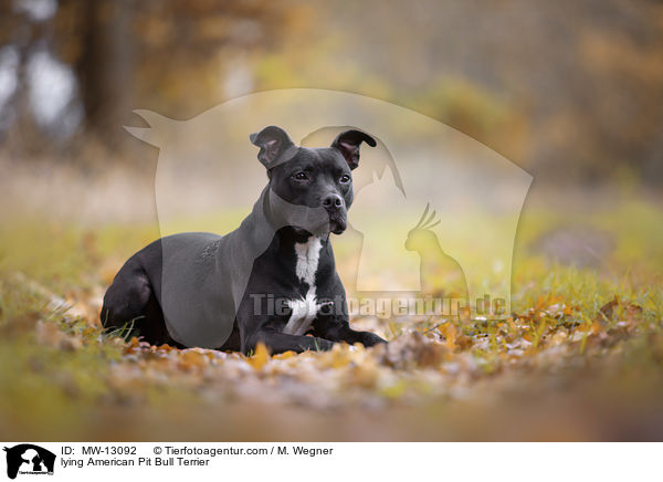 liegender American Pit Bull Terrier / lying American Pit Bull Terrier / MW-13092