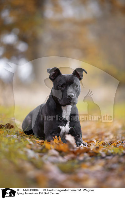 liegender American Pit Bull Terrier / lying American Pit Bull Terrier / MW-13094