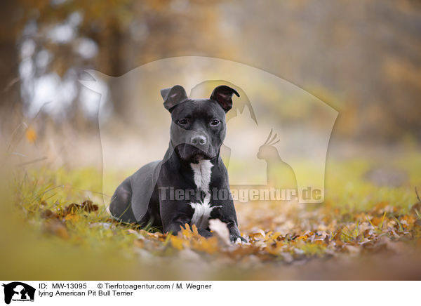 liegender American Pit Bull Terrier / lying American Pit Bull Terrier / MW-13095