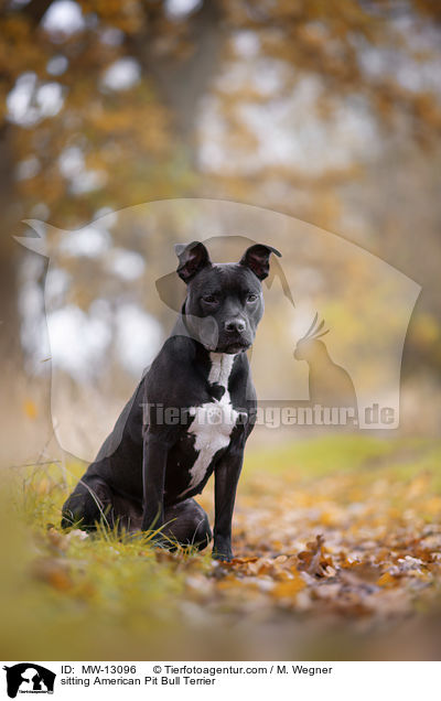 sitting American Pit Bull Terrier / MW-13096