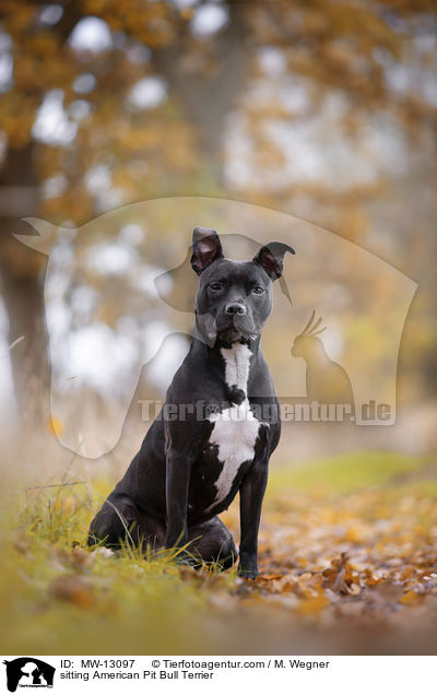 sitting American Pit Bull Terrier / MW-13097