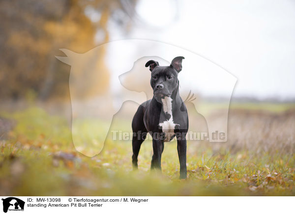 stehender American Pit Bull Terrier / standing American Pit Bull Terrier / MW-13098