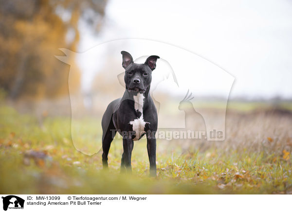 standing American Pit Bull Terrier / MW-13099