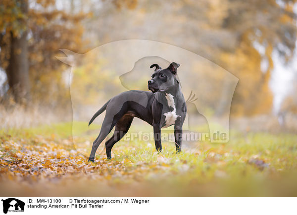 standing American Pit Bull Terrier / MW-13100