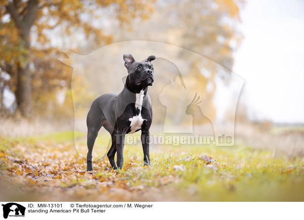 standing American Pit Bull Terrier / MW-13101