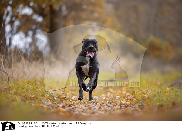 rennender American Pit Bull Terrier / running American Pit Bull Terrier / MW-13102