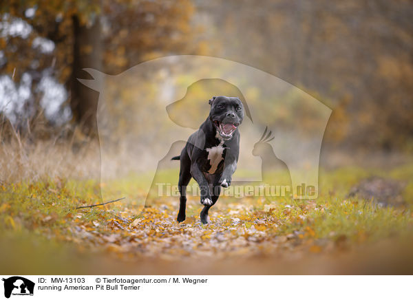 rennender American Pit Bull Terrier / running American Pit Bull Terrier / MW-13103