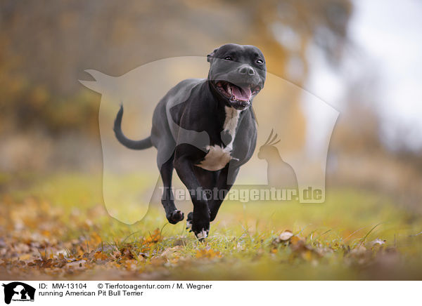 rennender American Pit Bull Terrier / running American Pit Bull Terrier / MW-13104