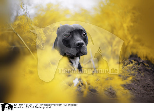 American Pit Bull Terrier Portrait / American Pit Bull Terrier portrait / MW-13105