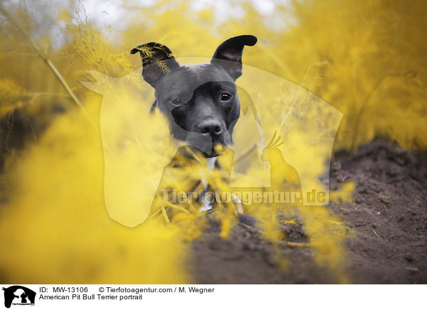 American Pit Bull Terrier Portrait / American Pit Bull Terrier portrait / MW-13106