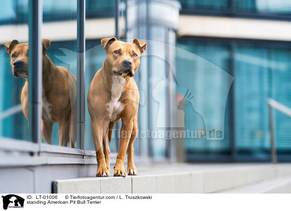 stehender American Pit Bull Terrier / standing American Pit Bull Terrier / LT-01006