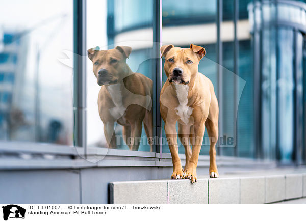 stehender American Pit Bull Terrier / standing American Pit Bull Terrier / LT-01007