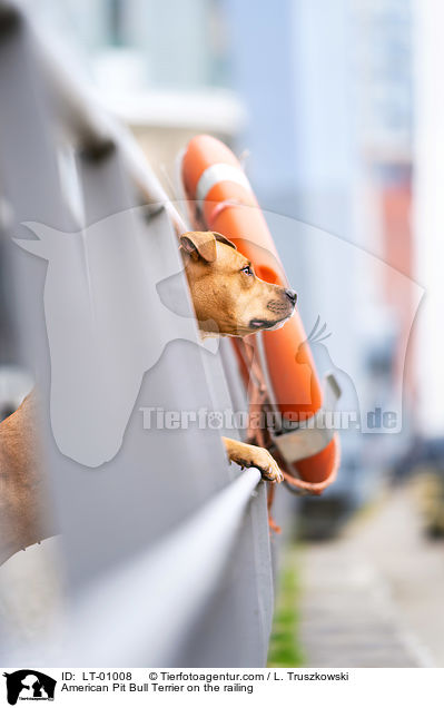 American Pit Bull Terrier on the railing / LT-01008